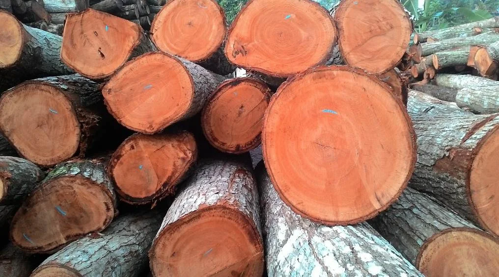 8 Kelebihan dan Kekurangan Kayu Mahoni untuk Furniture