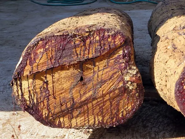 Cara Mencegah Getah Kayu agar Hasil Finishing Tetap Bersih